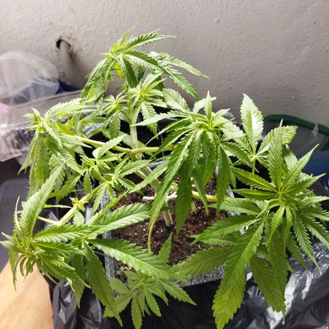 Mosca Haze growlog timeline photo