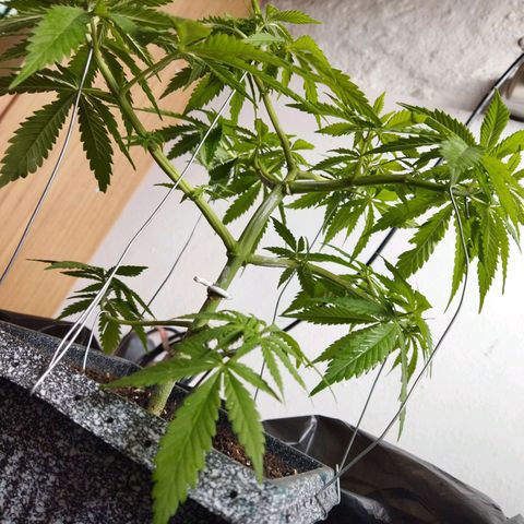 Mosca Haze growlog timeline photo
