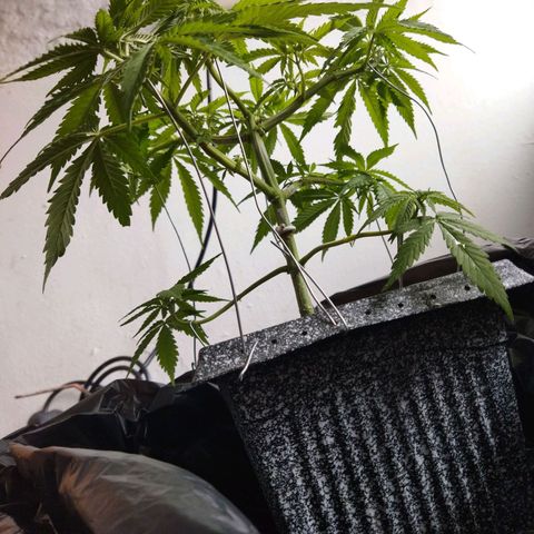 Mosca Haze growlog timeline photo