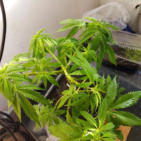 Mosca Haze growlog timeline photo