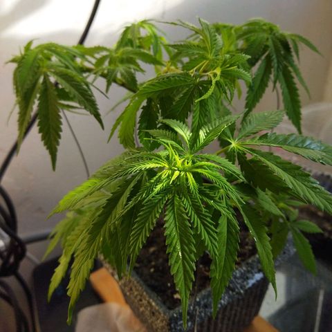 Mosca Haze growlog timeline photo