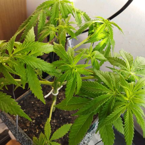 Mosca Haze growlog timeline photo