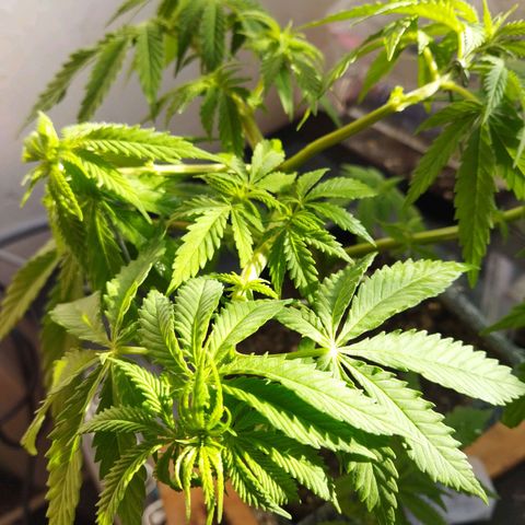 Mosca Haze growlog timeline photo
