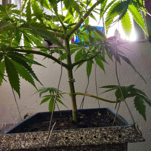 Mosca Haze growlog timeline photo
