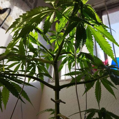 Mosca Haze growlog timeline photo