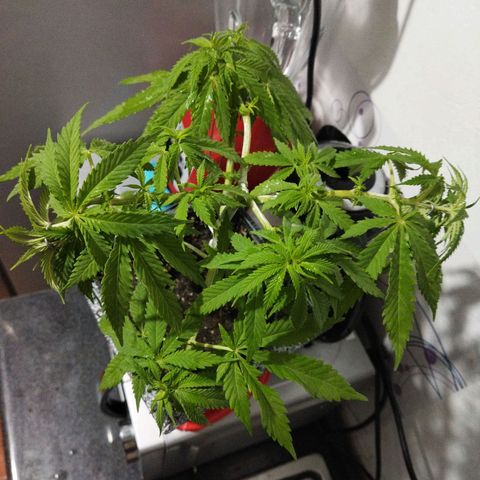 Mosca Haze growlog timeline photo