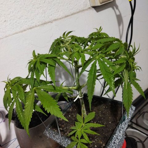Mosca Haze growlog timeline photo