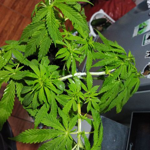 Mosca Haze growlog timeline photo