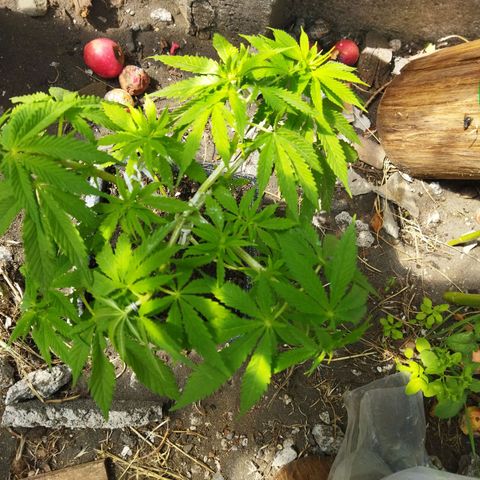 Mosca Haze growlog timeline photo