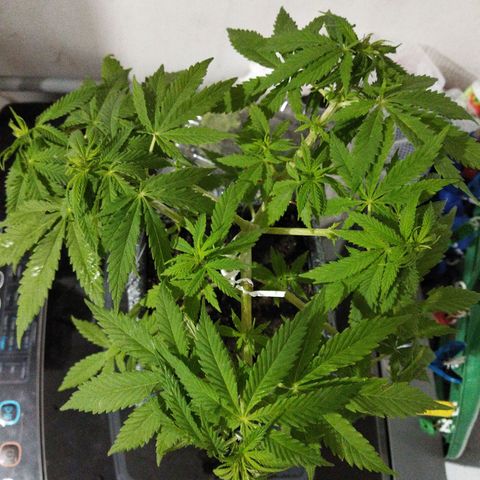 Mosca Haze growlog timeline photo