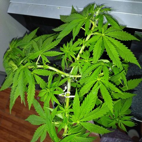 Mosca Haze growlog timeline photo