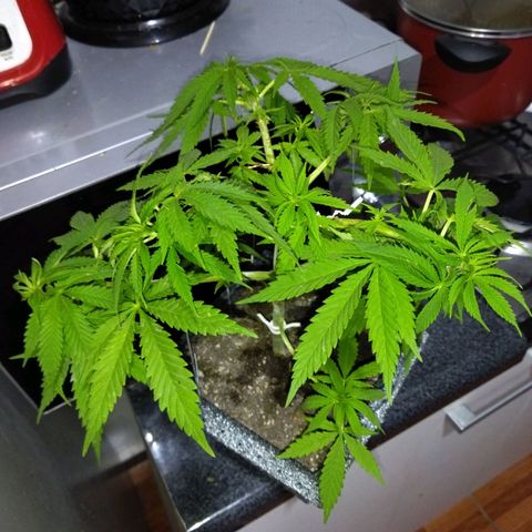 Mosca Haze growlog timeline photo