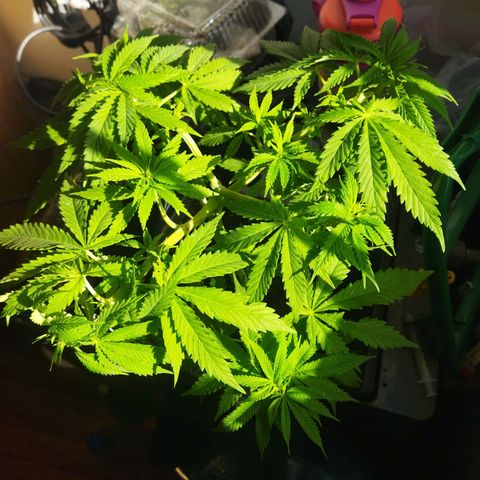 Mosca Haze growlog timeline photo