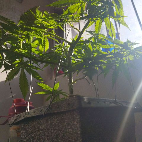 Mosca Haze growlog timeline photo