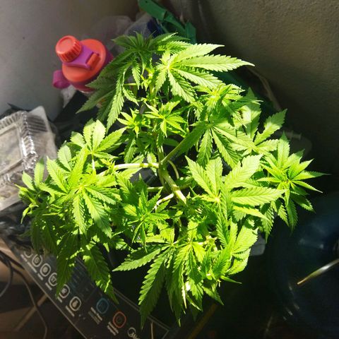 Mosca Haze growlog timeline photo