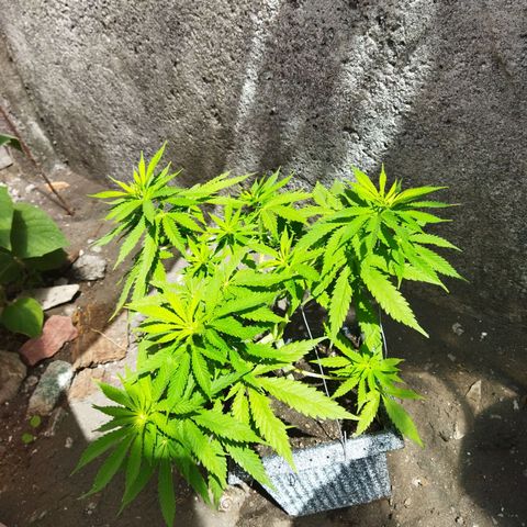 Mosca Haze growlog timeline photo