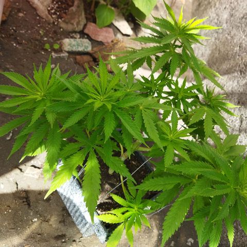 Mosca Haze growlog timeline photo