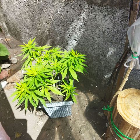 Mosca Haze growlog timeline photo