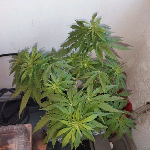 Mosca Haze growlog timeline photo