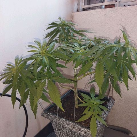 Mosca Haze growlog timeline photo