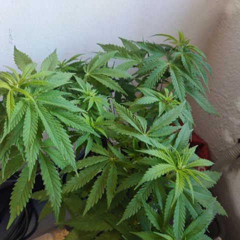 Mosca Haze growlog timeline photo