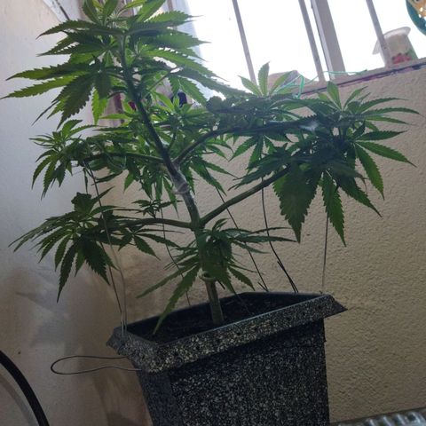 Mosca Haze growlog timeline photo
