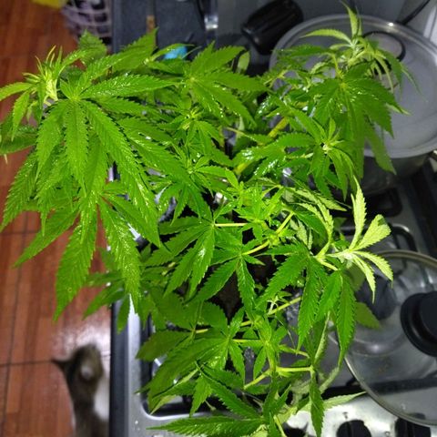 Mosca Haze growlog timeline photo