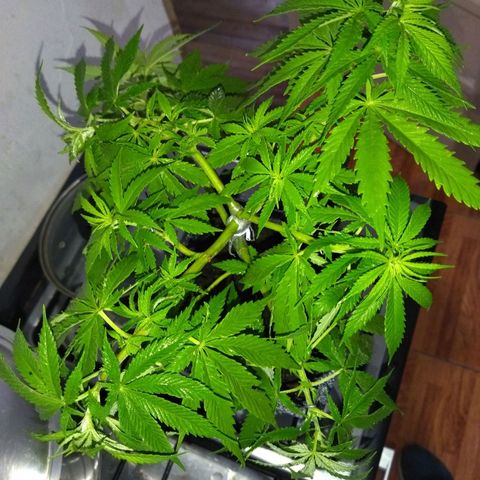 Mosca Haze growlog timeline photo