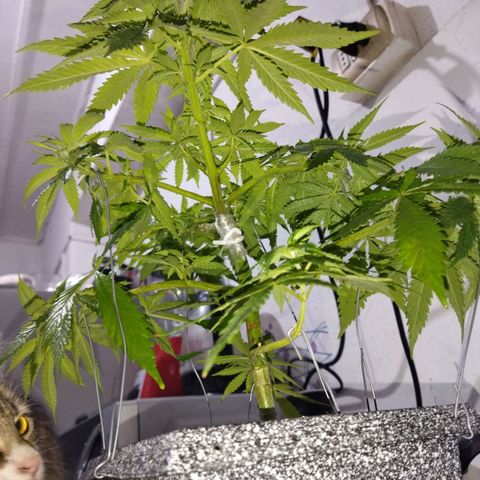 Mosca Haze growlog timeline photo