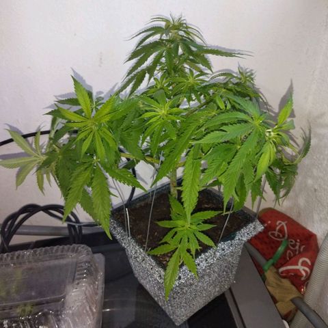 Mosca Haze growlog timeline photo
