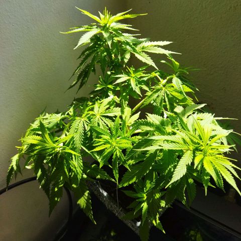 Mosca Haze growlog timeline photo