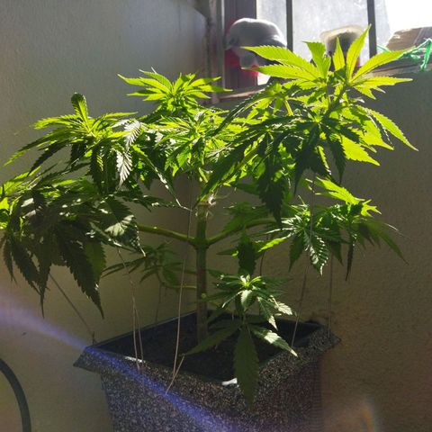 Mosca Haze growlog timeline photo