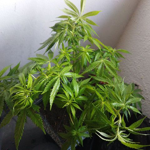 Mosca Haze growlog timeline photo