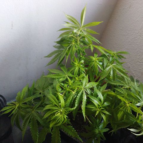 Mosca Haze growlog timeline photo