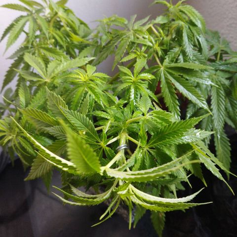 Mosca Haze growlog timeline photo