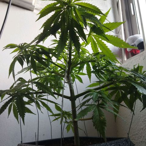 Mosca Haze growlog timeline photo