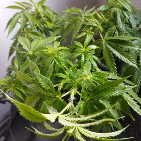 Mosca Haze growlog timeline photo