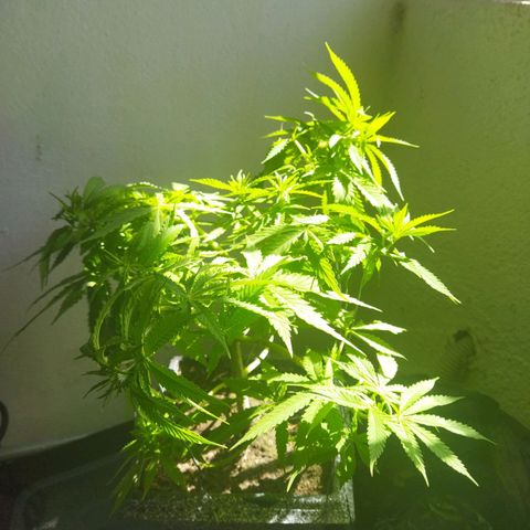 Mosca Haze growlog timeline photo
