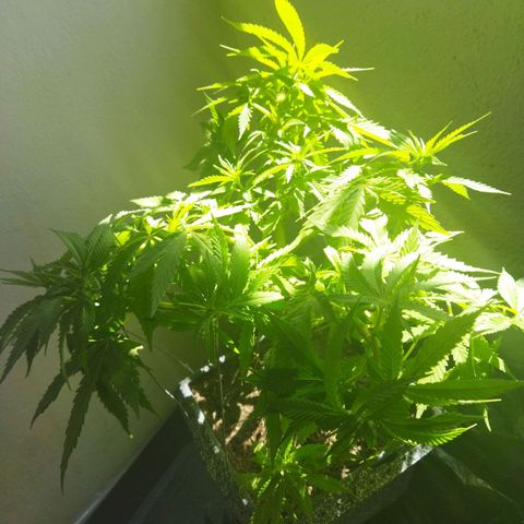 Mosca Haze growlog timeline photo