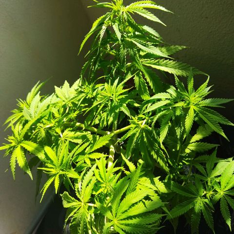 Mosca Haze growlog timeline photo