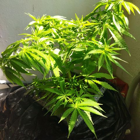 Mosca Haze growlog timeline photo