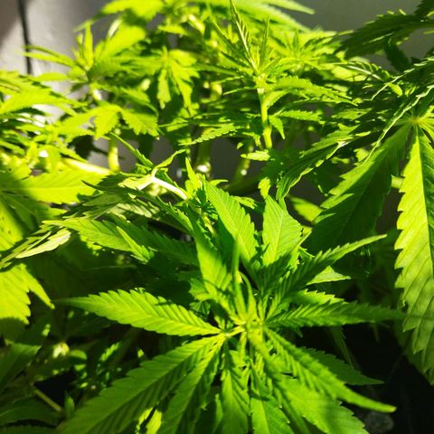 Mosca Haze growlog timeline photo