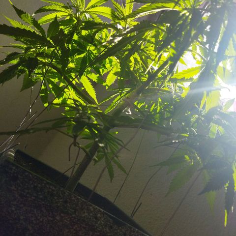 Mosca Haze growlog timeline photo