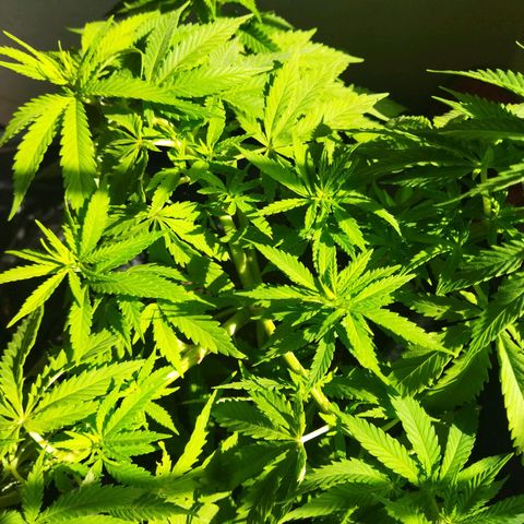 Mosca Haze growlog timeline photo