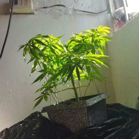 Mosca Haze growlog timeline photo