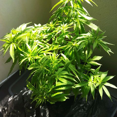 Mosca Haze growlog timeline photo