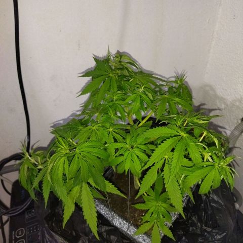 Mosca Haze growlog timeline photo
