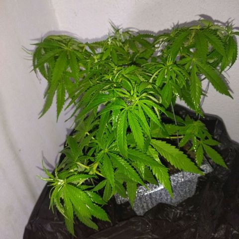 Mosca Haze growlog timeline photo
