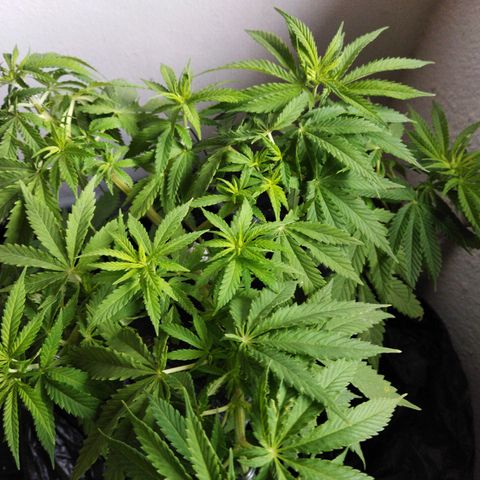 Mosca Haze growlog timeline photo