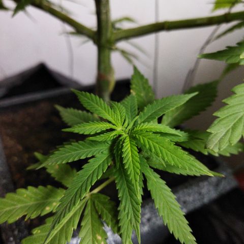 Mosca Haze growlog timeline photo